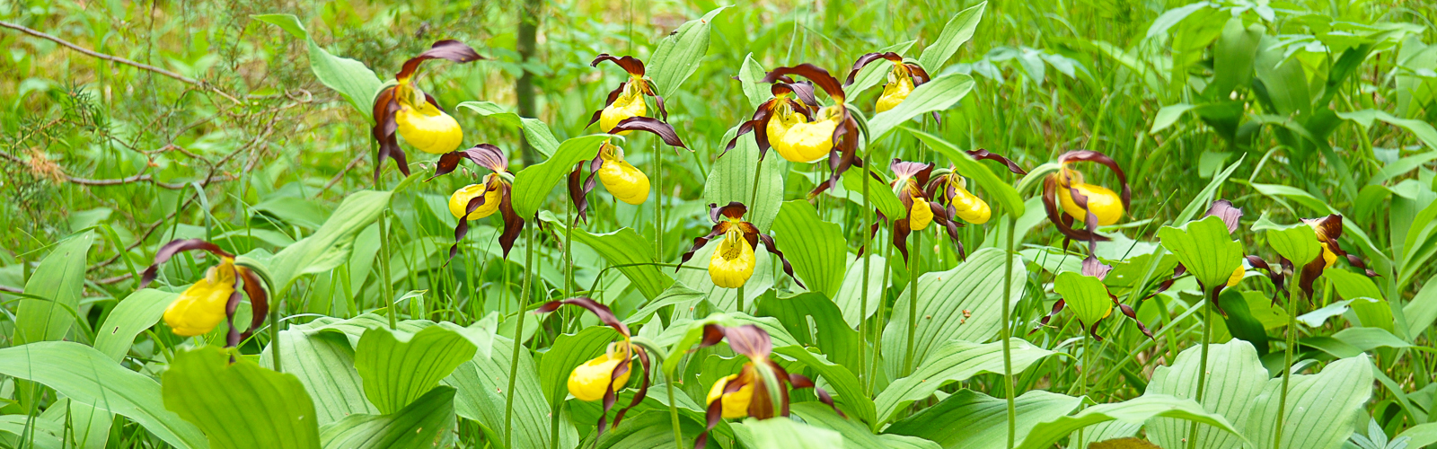 Frauenschuhblüte im Lechtal