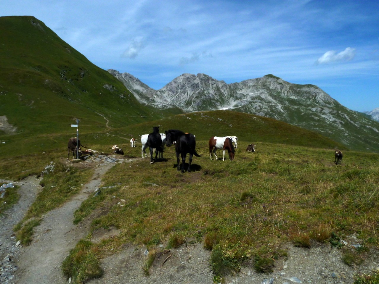  Pferde auf der Krabachalpe