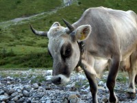 Kuh auf der Kaiseralpe