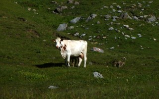  Kuh mit Kalb auf der Krabachalpe