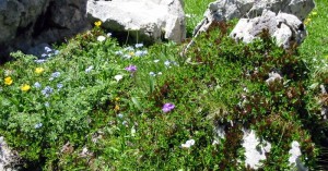  Alpenblumen Fels