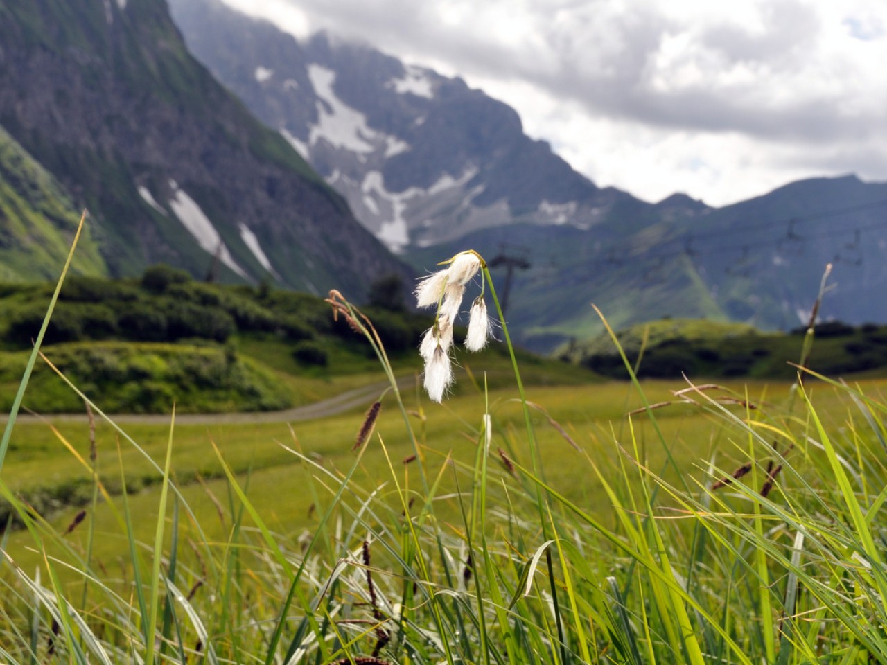  Blume