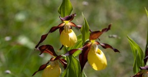  Frauenschuh Lechtal