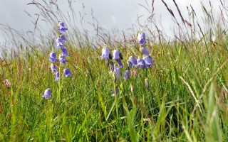  Glockenblumen