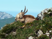 Steinbock