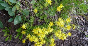  Steinbrech unterhalb des Gipfels