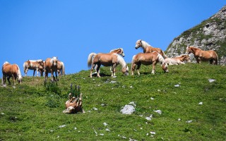  Auf der Pferdealm
