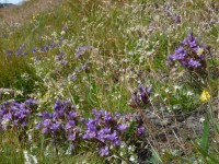 Höllenspitze Blumen