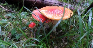  Fliegenpilz
