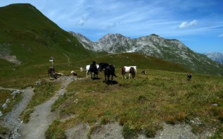  Pferde auf der Krabachalpe