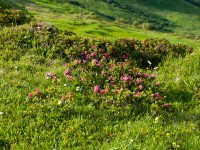 Alpenrosen