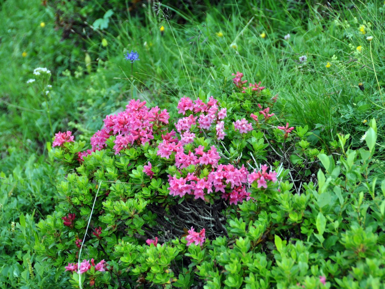  Alpenrosen