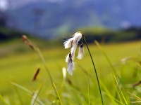 Blume