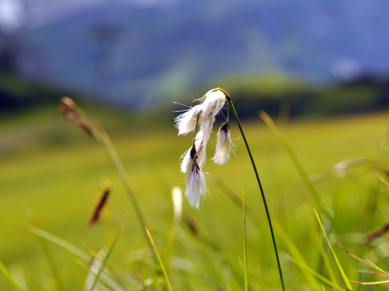  Blume