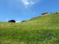 Blumenwiese