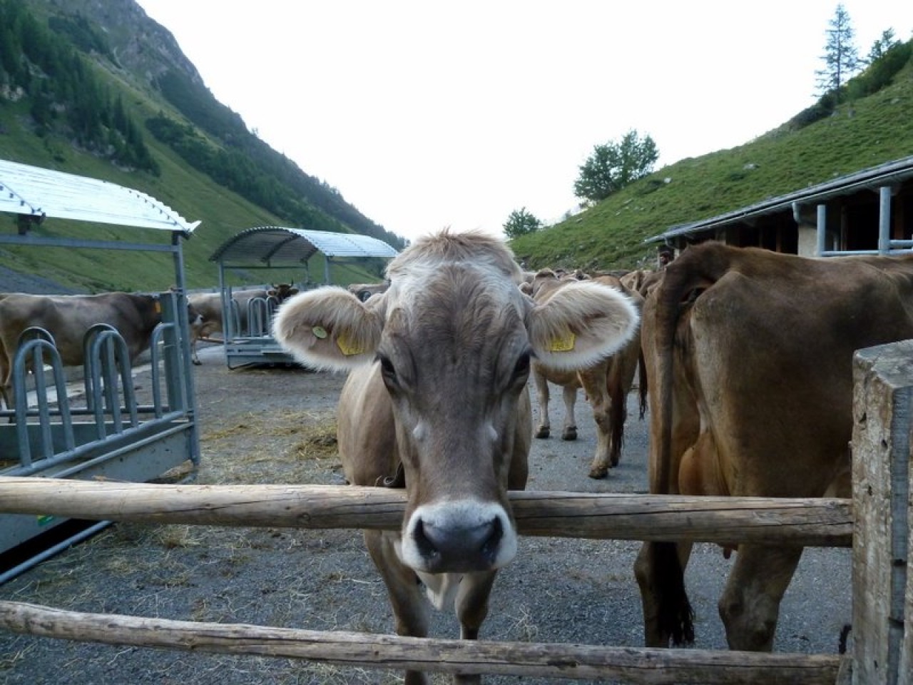  Kühe auf der Kaiseralm
