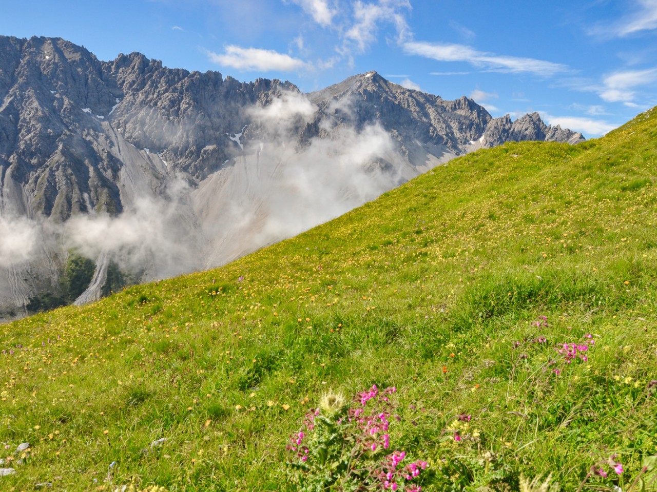  Alpenblumen oberhalb vom Hahntennjoch auf dem Weg zur Anhalter Hütte