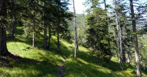  durch den Wald