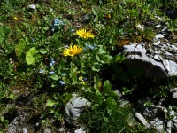 Blumen am Weg