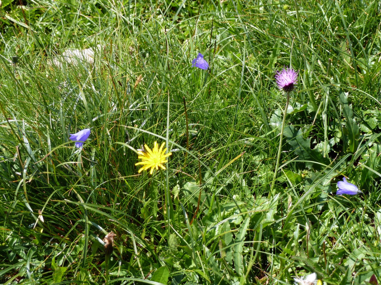  Alpenblumen am Fuchsensattel