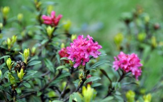  Alpenrosen