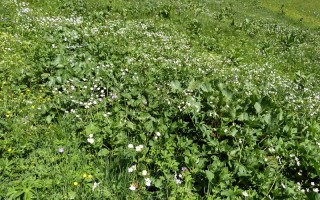  Bergwiese Krabach