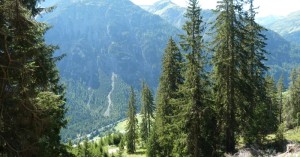  Durch den Wald