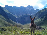 Esel und Fallenbacher Wasserfall im Hintergrund
