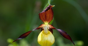  Frauenschuh Lechtal