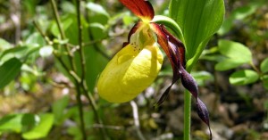  Frauenschuh Auwald