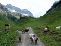Ziegen in Krabach