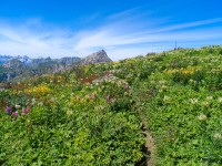 der Tschachaun ist ein Blumenberg