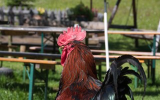  Bockbach - Gams Vroni