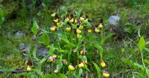  Frauenschuh Lechtal