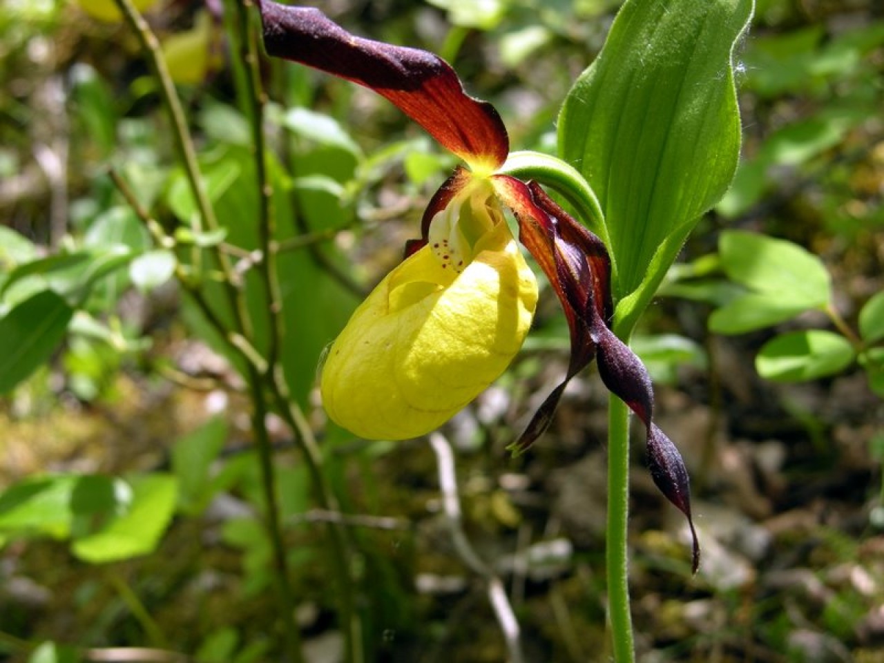  Frauenschuh Auwald