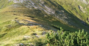  Gämsen auf dem Weg zur Peischelspitze