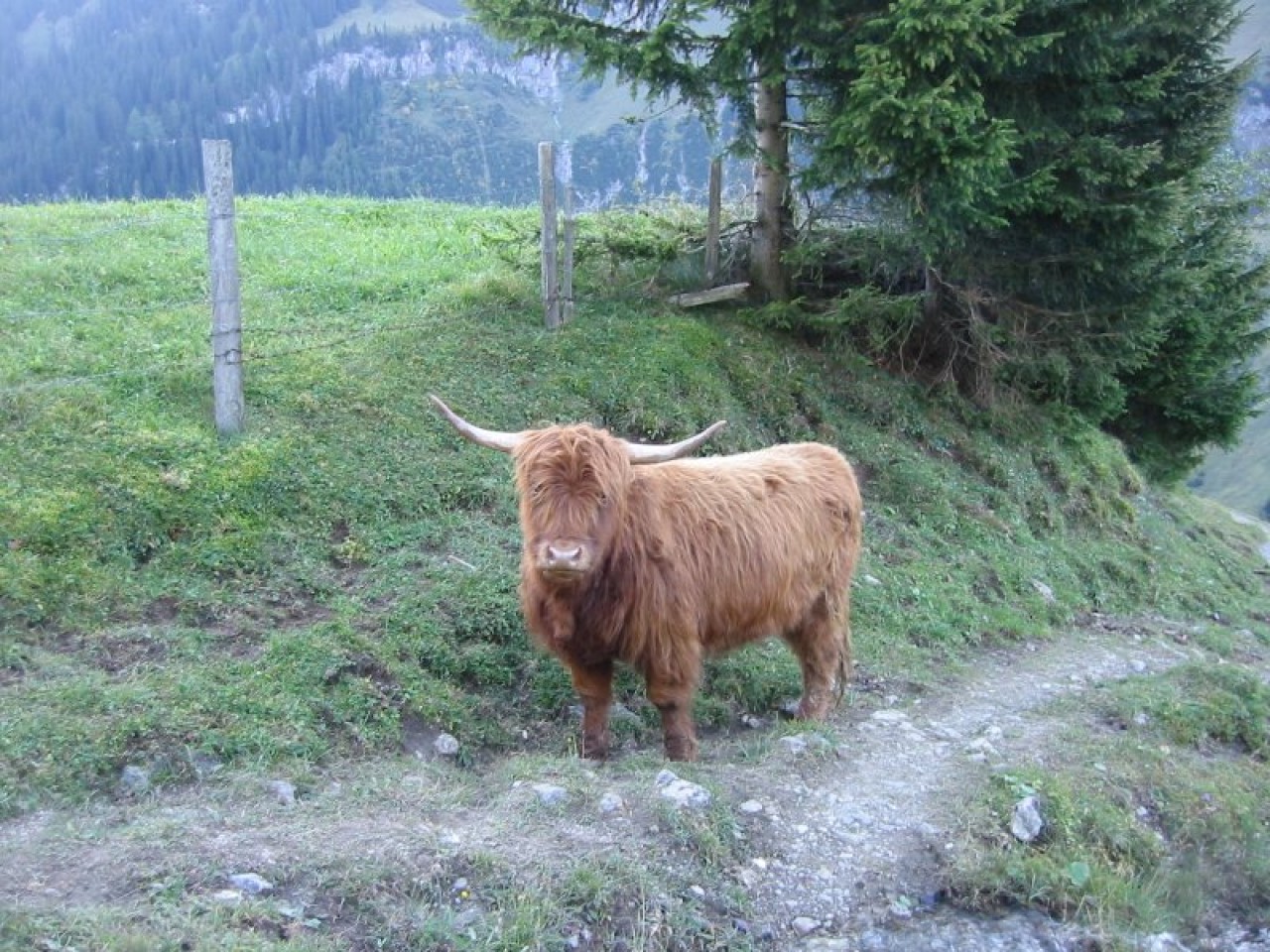  Hochlandrind