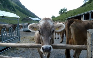  Kühe auf der Kaiseralm