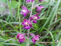 Rotbraune Stendelwurz