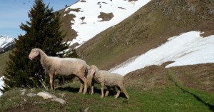  Schafe am Lachenkopf