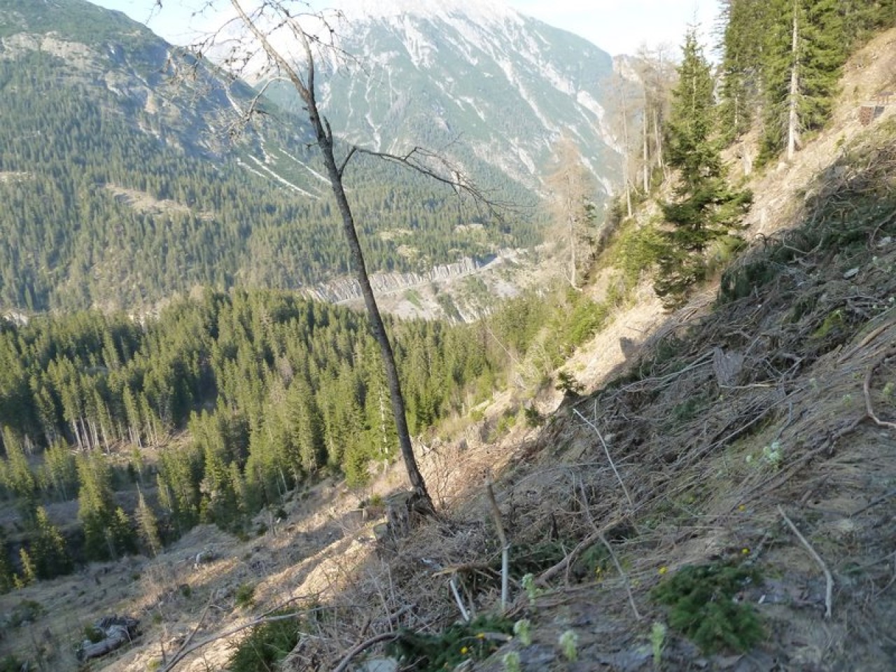  Wald Bockbach