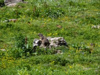 Murmeltier bei Alpe Kaisers