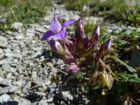 Blume