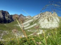 verblühte Berganemone im Kaisertal