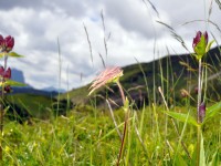Alpenblumen