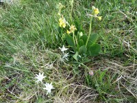 Blumen