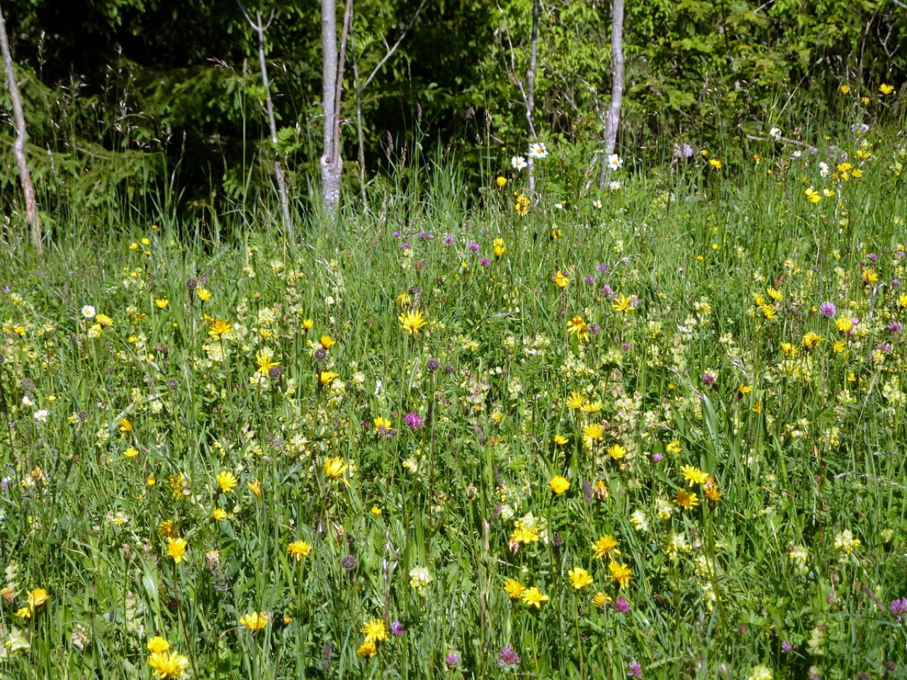  Blumenwiese