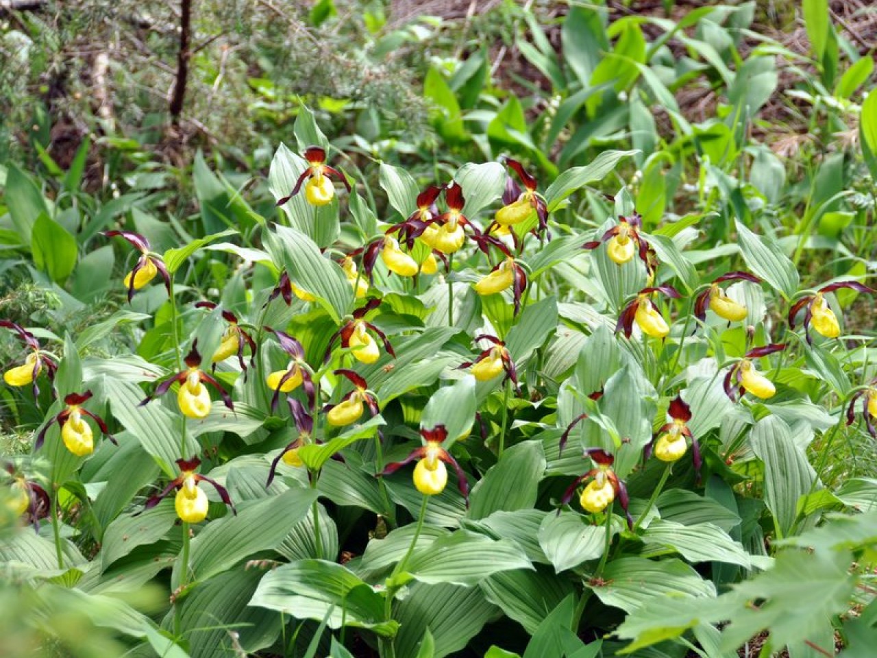  Frauenschuhblüte Feld
