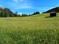 Schiggen