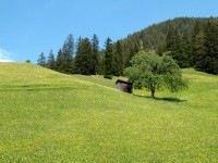 Blumenwiese bei Kienberg